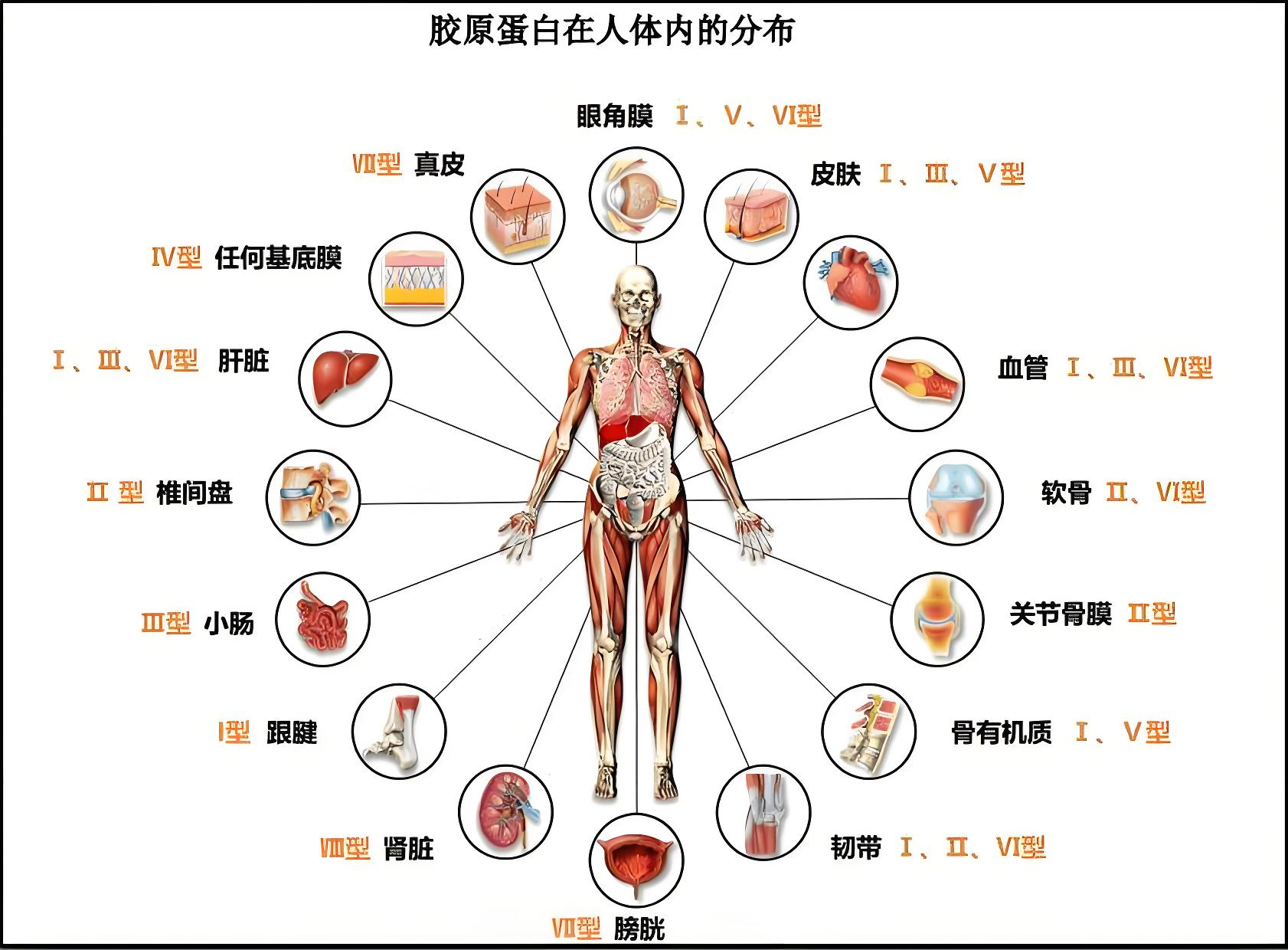 Figure 2. 膠原蛋?在?體內(nèi)的分布.jpg
