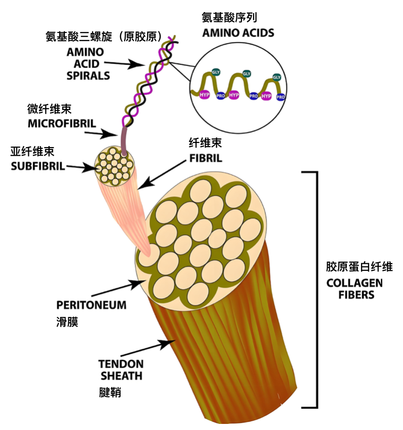 Figure 3. 膠原蛋?的結(jié)構(gòu).jpg